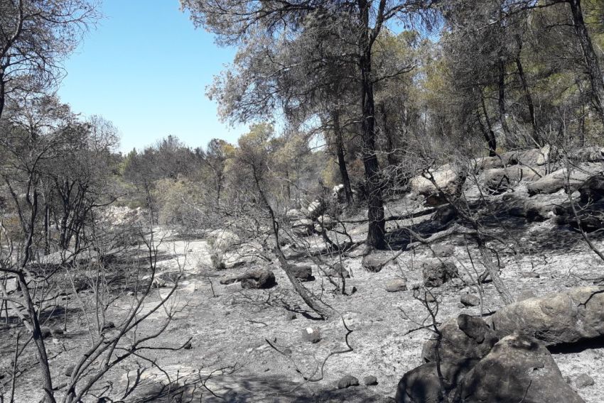 Controlado el incendio forestal declarado este martes por la tarde en Arens de Lledó en el límite con Tarragona